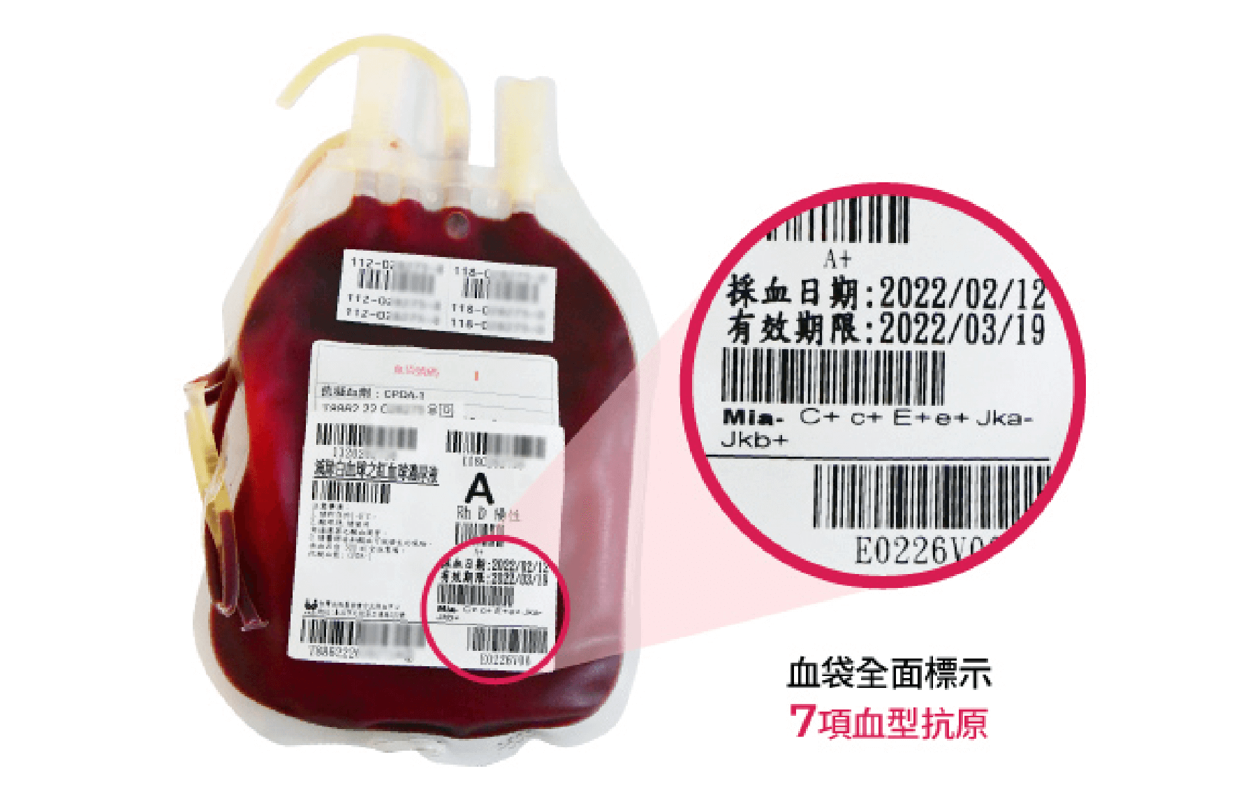 圖為血袋的標示範例圖：血袋會全面標示7項血型抗原